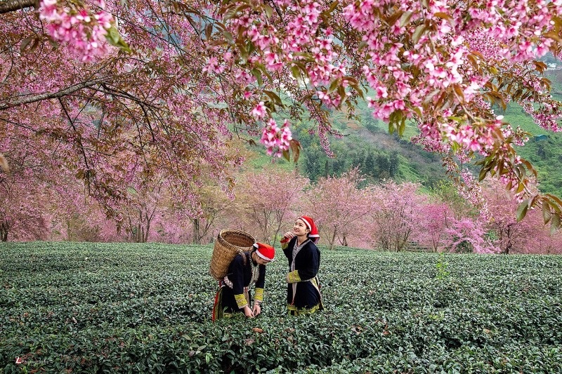 du-lich-mua-xuan-sapa