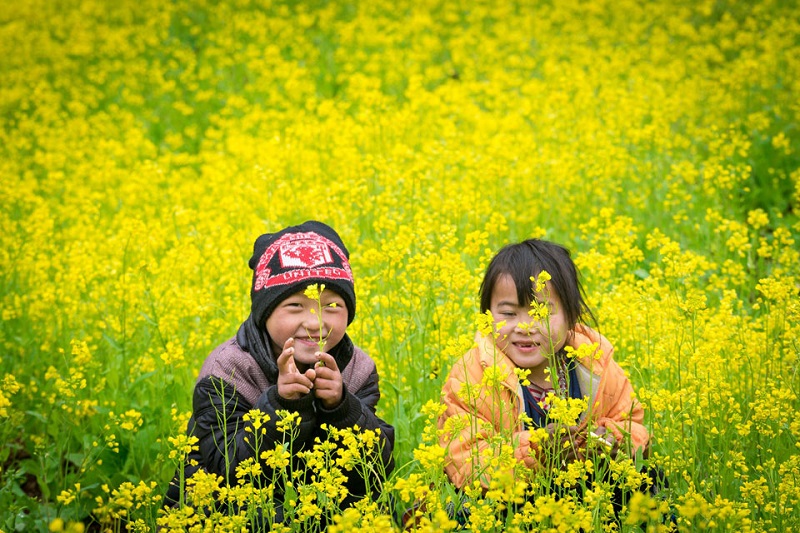 hoa-cai-ha-giang