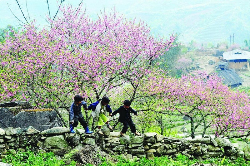 hoa-dao-ha-giang