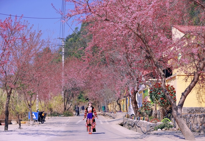 hoa-dao-o-ha-giang