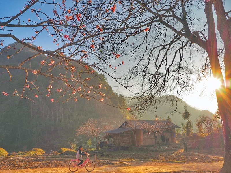 hoa-ha-giang