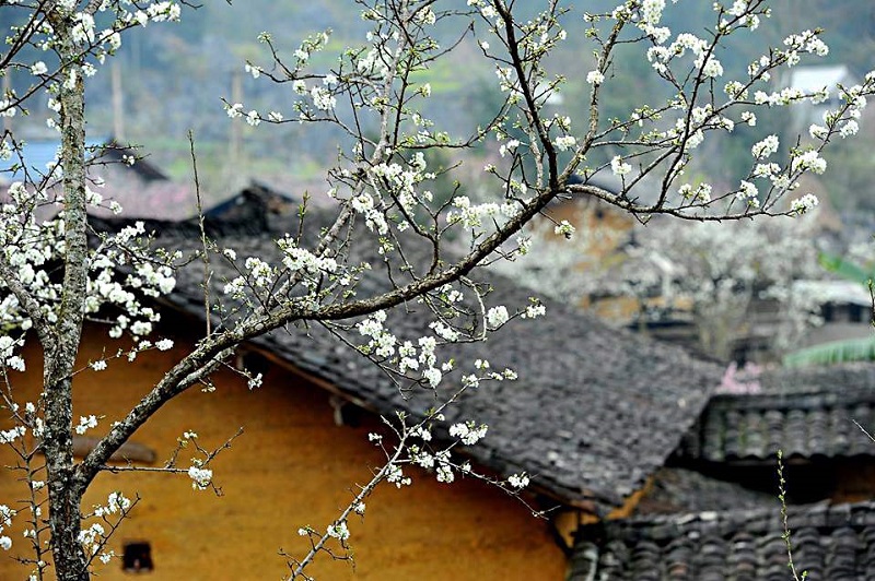 hoa-man-ha-giang