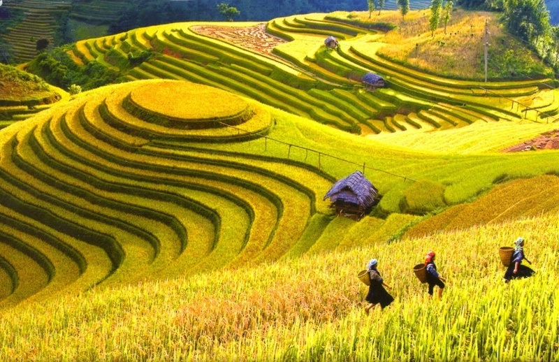 ruong-bac-thang-thung-lung-muong-hoa