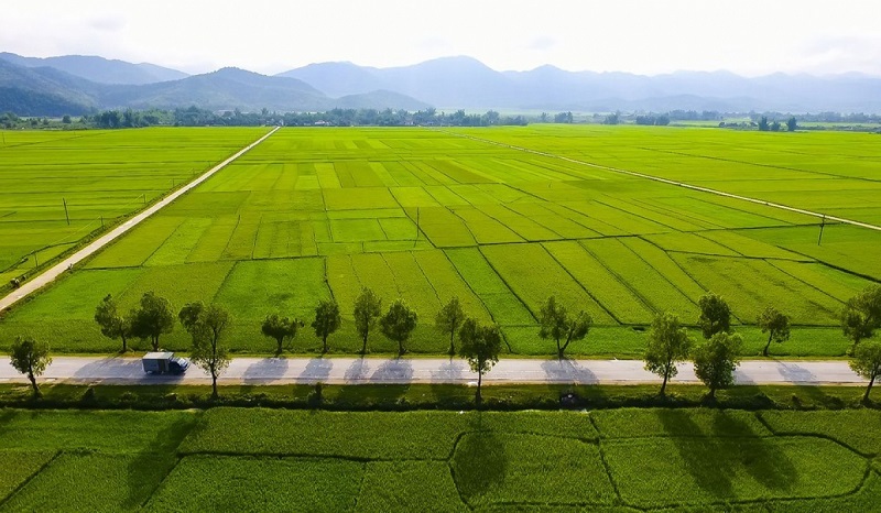 canh-dong-muong-thanh-dien-bien-phu