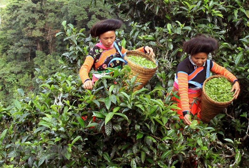doi-che-co-thu-ta-xua