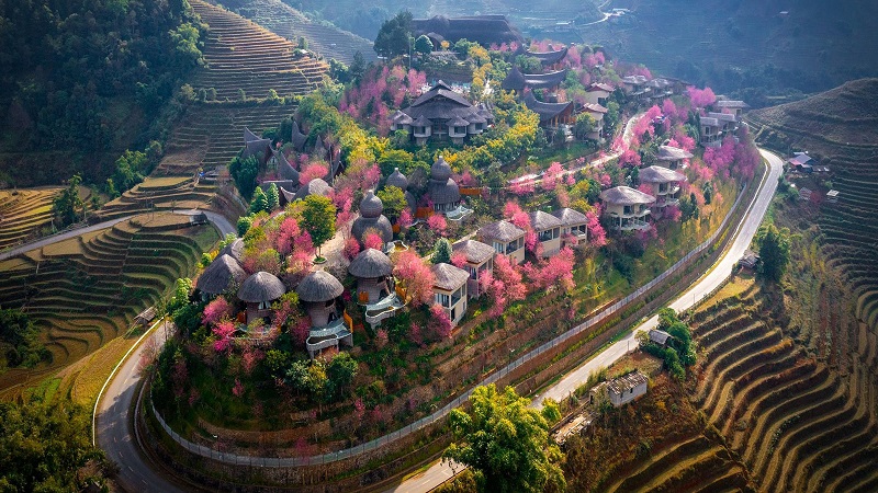 garrya-mu-cang-chai