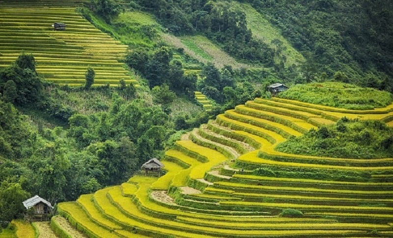 ruong-bac-thang-hong-thai-tuyen-quang