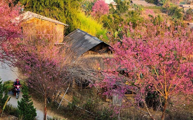 Mu-Cang-Chai-thang-2