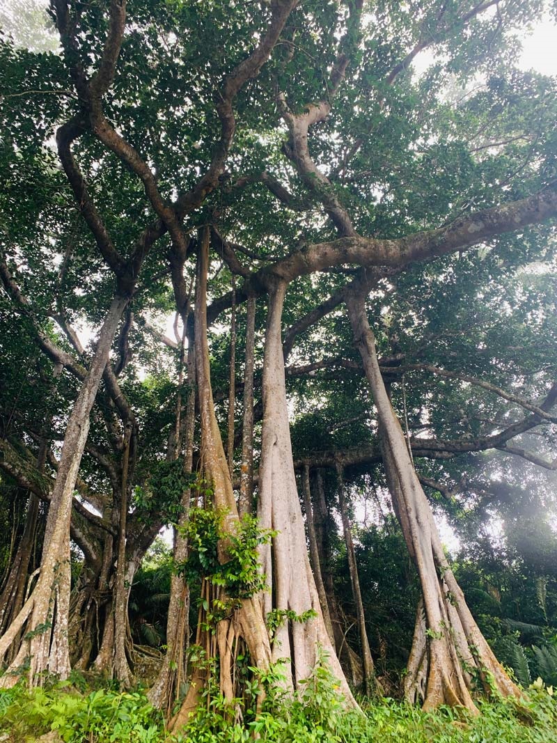 cay-da-ngan-nam-da-nang