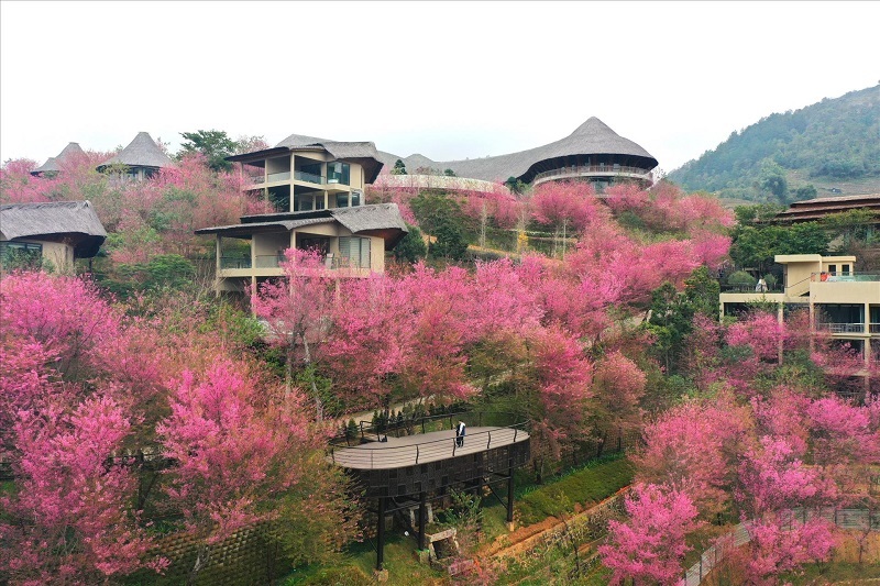 mu-cang-chai-thang-2-hoa-dao-no