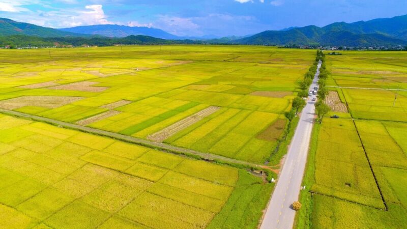 thang-8-canh-dong-muong-thanh-lua-chin