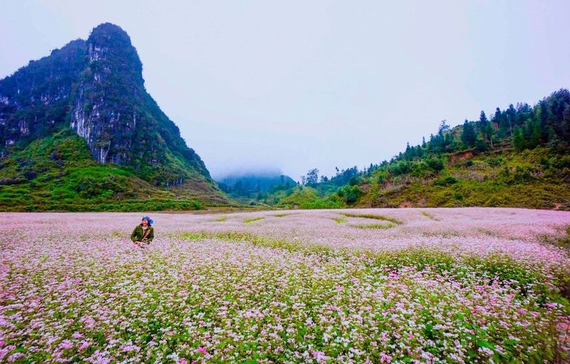 mua-hoa-tam-giac-mach-ha-giang-1