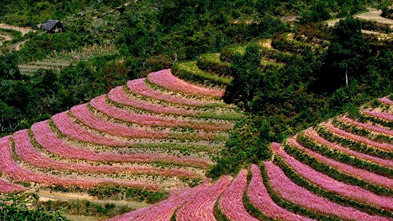 mua-hoa-tam-giac-mach-ha-giang