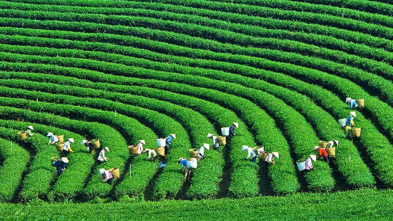 nong-truong-moc-chau