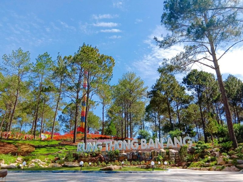 rung-thong-ban-ang-moc-chau