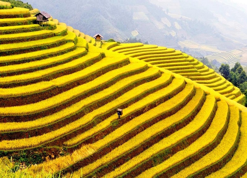 ruong-bac-thang-hoang-su-phi-dep
