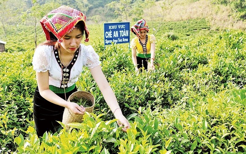 trai-nghiem-hai-che-moc-chau