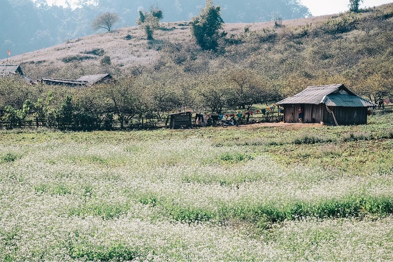 ban-pa-phach-moc-chau