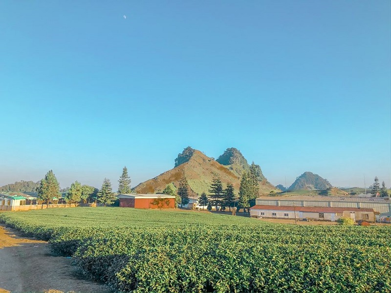 checkin-vuon-che-sieu-dep