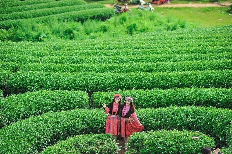 du-lich-checkin-moc-chau-thang-8