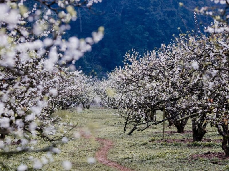thung-lung-mo-moc-chau