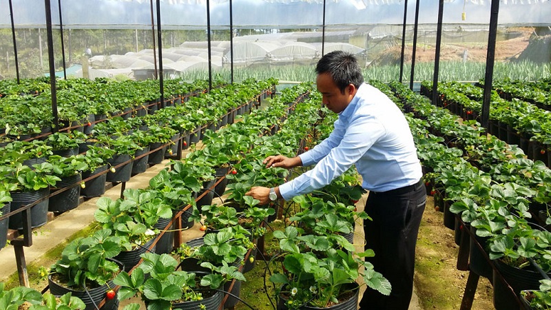 trai-nghiem-cham-soc-vuon-dau-moc-chau