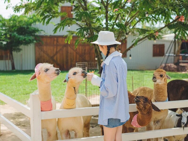 checkin-song-ao-zoo-doo