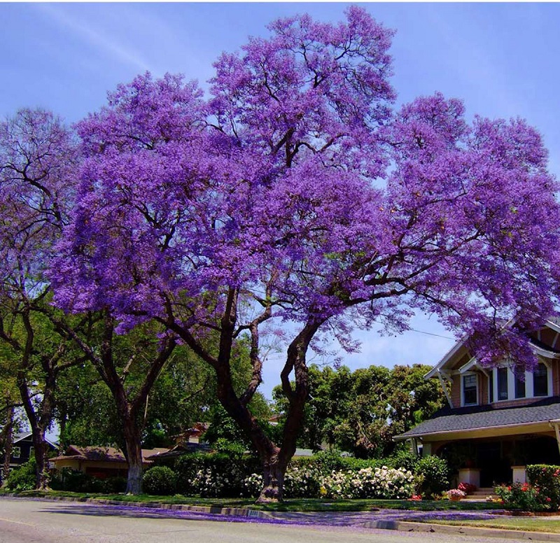 hoa-phuong-tim-da-lat