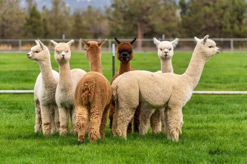 lac-da-alpaca
