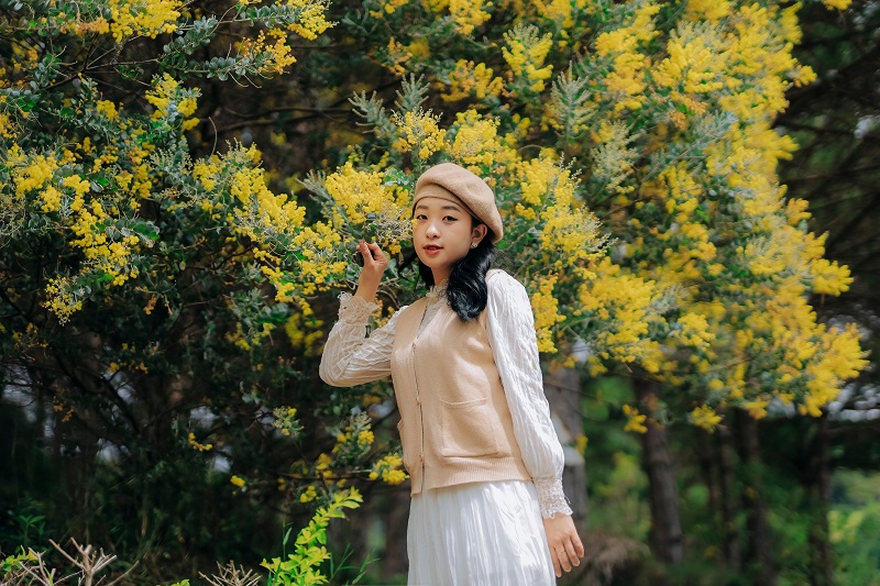 mua-hoa-mimosa-da-lat