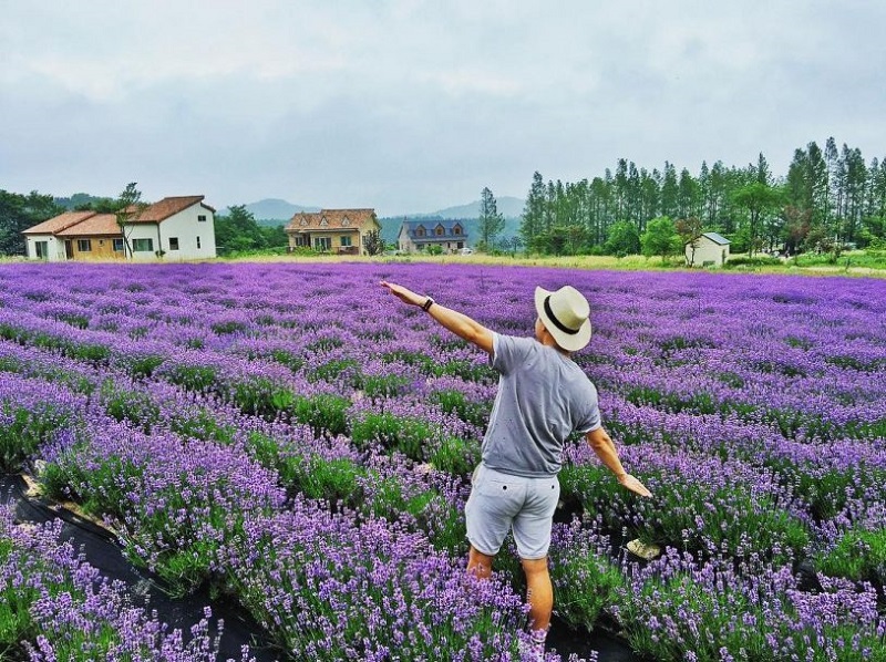 vuon-hoa-lavender-da-lat