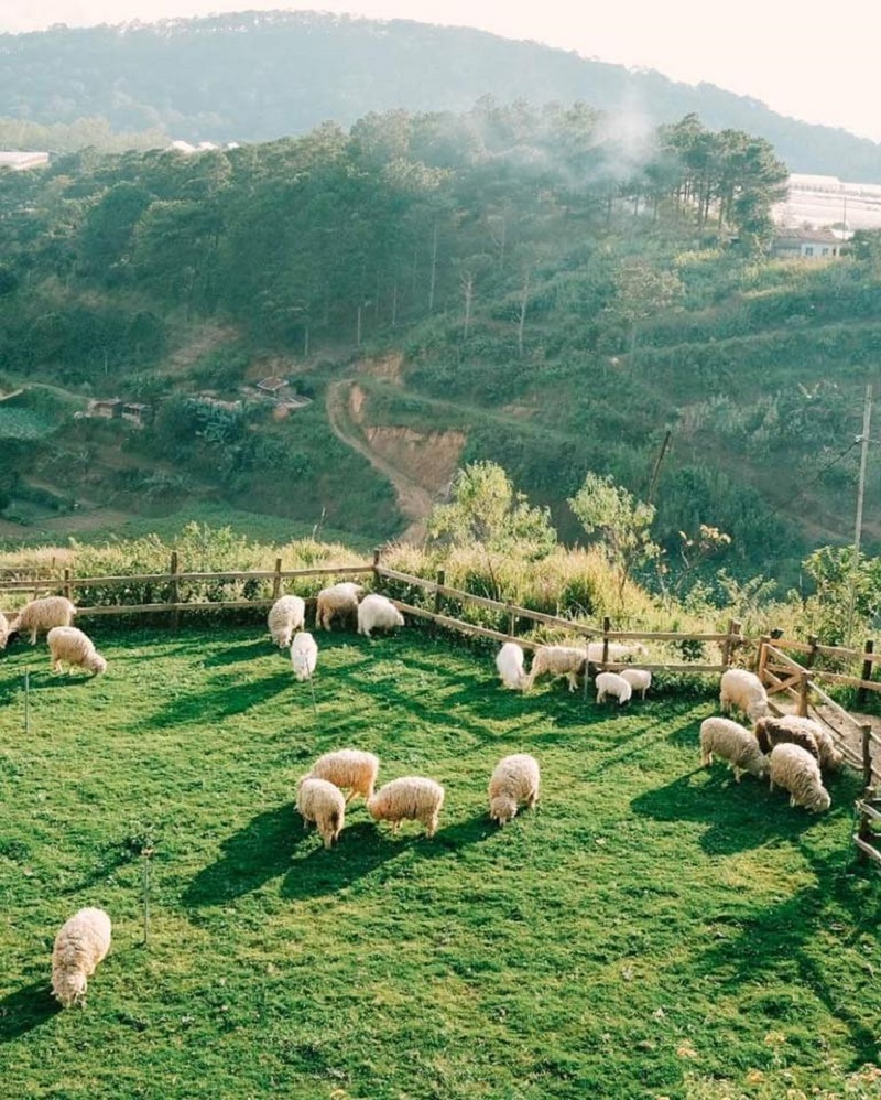 Chika-Farm-da-lat