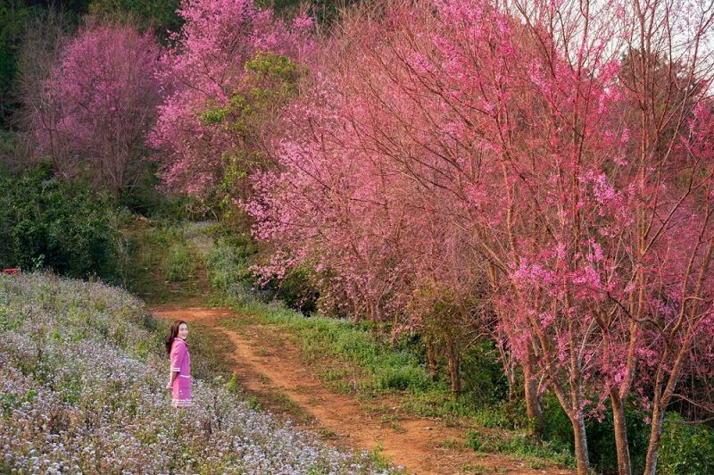 du-lich-mai-anh-dao-da-lat