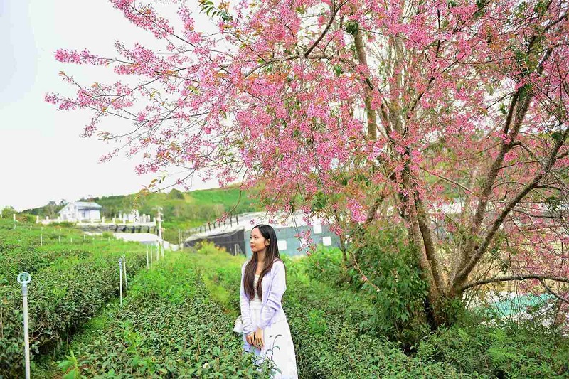 hoa-mai-anh-dao-cau-dat