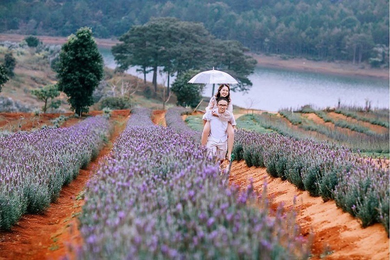 tham-quan-dam-minh-trong-vuon-hoa-lavender
