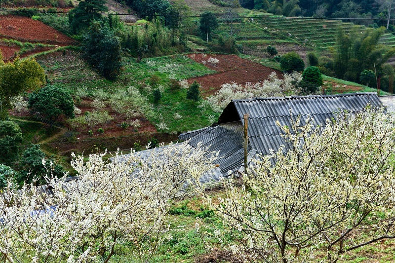 thoi-diem-di-ha-giang-ngam-hoa-man