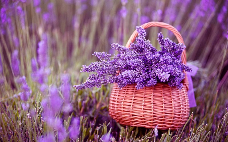 tim-hieu-ve-hoa-lavender