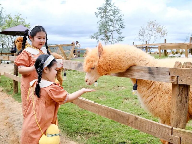 trai-nghiem-song-cham-chika-farm