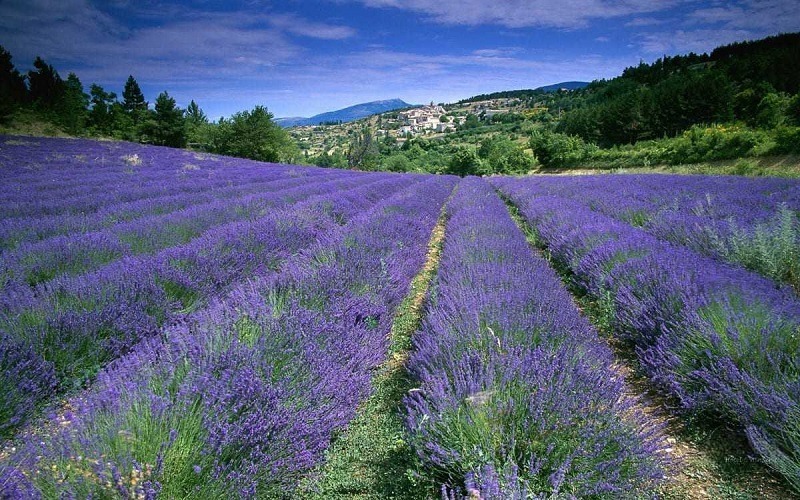 vuon-hoa-lavender-da-lat-gan-khu-du-lich-sinh-thai