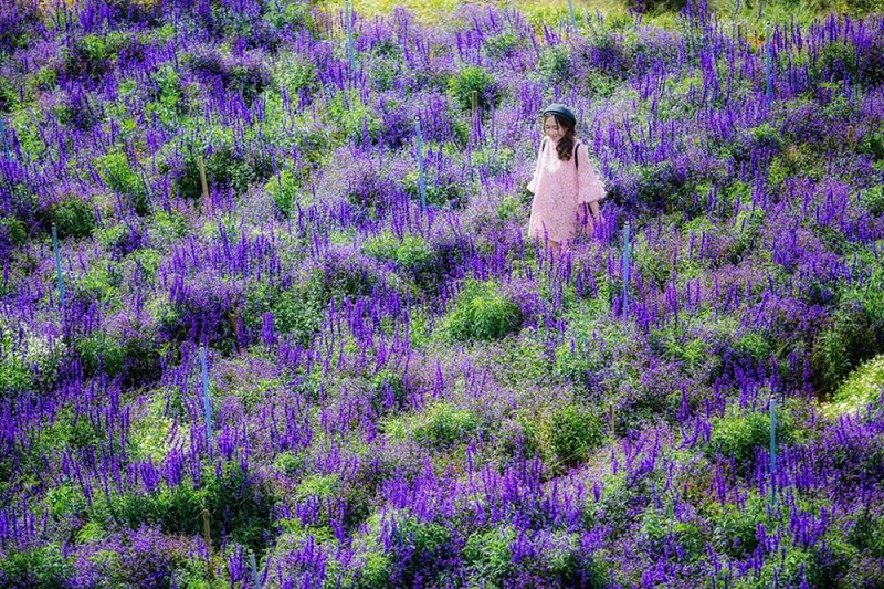 vuon-hoa-lavender-da-lat-gan-vung-ngoai-o