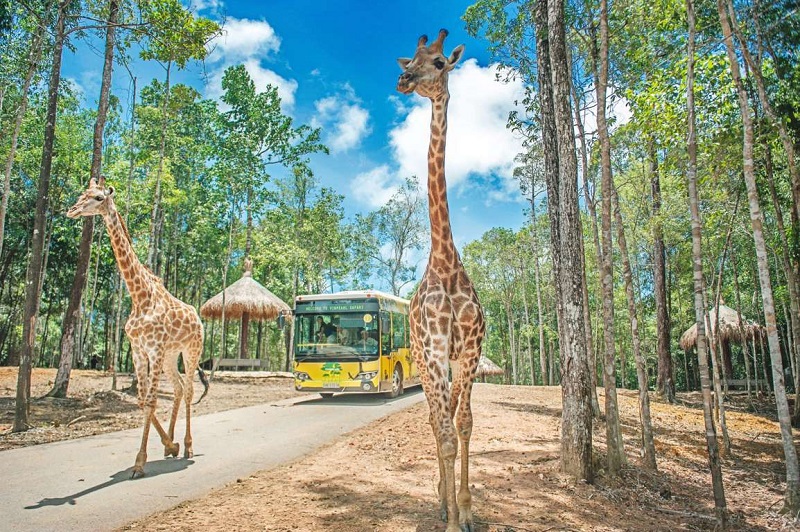 nhung-dieu-can-luu-y-khi-den-safari-phu-quoc