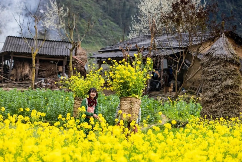 hoa-cai-o-ha-giang